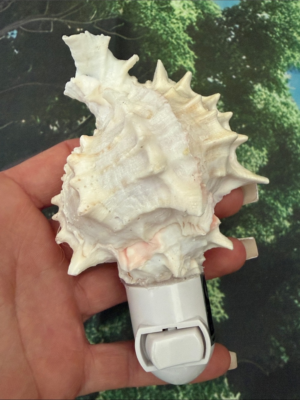 Natural Spiky Seashell Night Light - Cream and Pink Tones